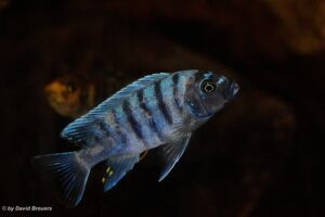 Metriaclima zebra 'Masinje'